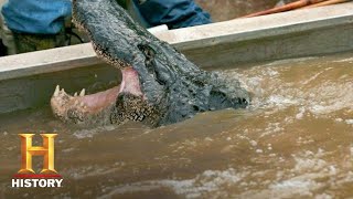 Swamp People: Troy's GIANT GATOR CATCH Ends the Hunt (Season 8) | History