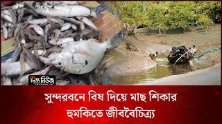 Sundarbans l সুন্দরবনে বিষ দিয়ে মাছ শিকার, হুমকিতে জীববৈচিত্র্য l Illegal Fishing l Deepto News