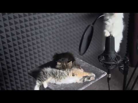 Пеещи котета