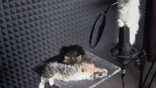 Gatinhos Cantando Afinadinhos =^.^=
