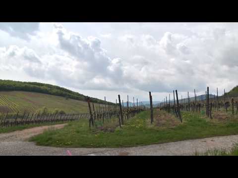 Alsace: Domaine Hugel et Fils - Alsace's Geological Diversity
