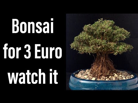 , title : 'Create an extraordinary Bonsai tree. Thyme for 3 euro.'