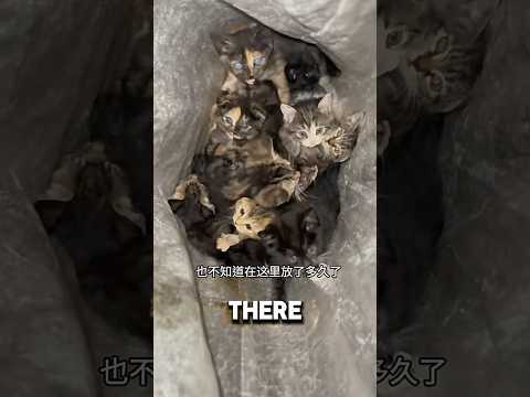 Woman Found Bag Of Kittens Outside Her Door ❤️#kitten #catshorts #catlover