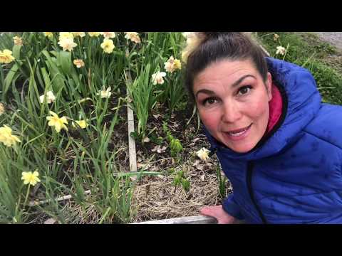 Odla Träd Från Nötter Och Frö Valnöt Kastanj Ek Hassel