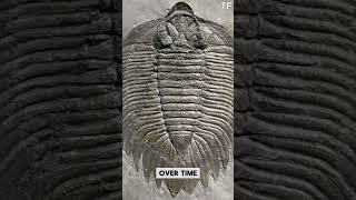 How Do Fossils Form? | The Complete Guide to Fossilization and Evolution