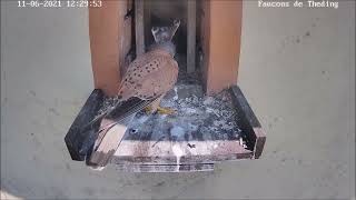 Delivery of the male, without tasting