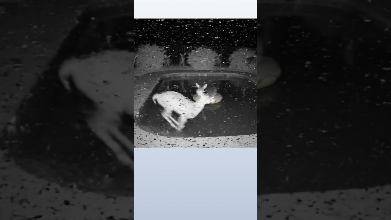 Home security camera records horror video #ai #besai25 #animals #cctvcamera