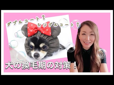 犬の抜け毛を防ぐ家庭療法