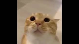 Cover art for moo :((