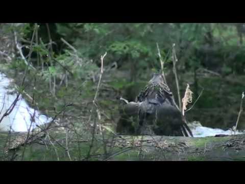 Ruffed Grouse Drumming UP CLOSE