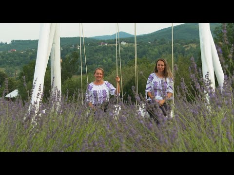 În Cacica, județul Suceava, la plantația de lavandă a surorilor Mihaela Robu și Andreea Gavriliuc