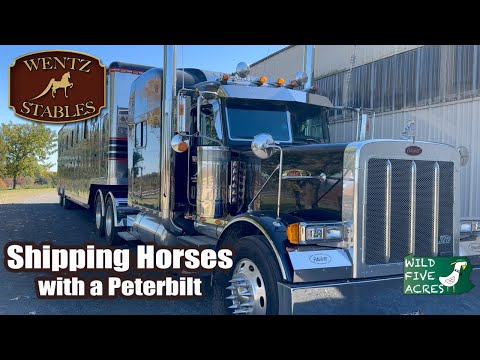 Shipping horses with a Peterbilt