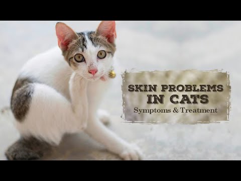 Skin Problems In Cats: Symptoms And Treatment | Cat Health | DiscountPetCare