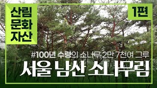 [#산림문화자산] 푸른 소나무의 절경! 서울 남산 소나무림 