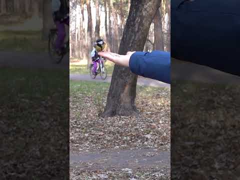 Feeding great tits (parus major)