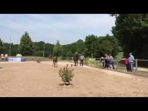 Goldprämiertes Stutfohlen von Rock Amour