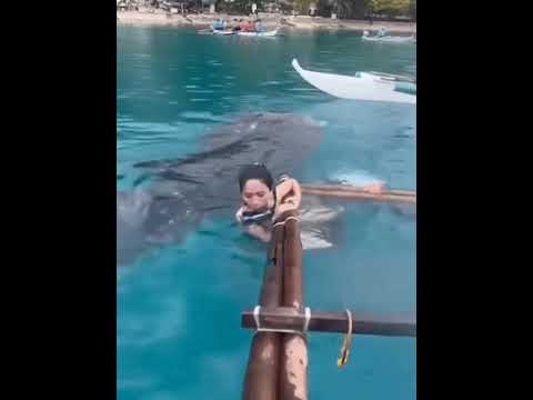 A whale shark had this woman petrified