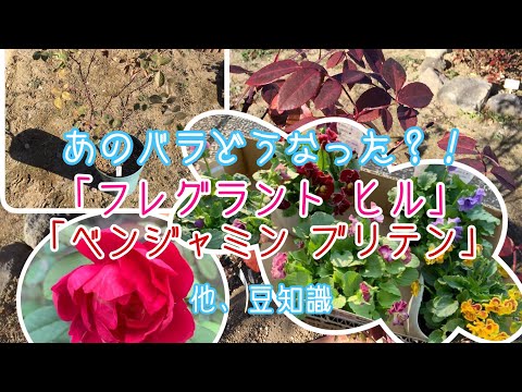 イングリッシュローズ「ベンジャミン・ブリテン」 植物