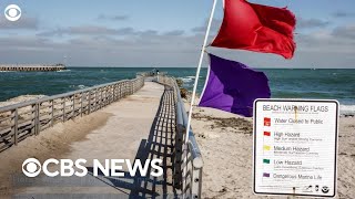 What does each beach flag color mean Here's what to know before you go.