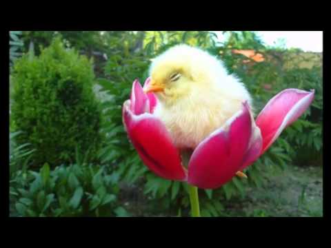 Happy Birthday, Dorel Nicu 🎂😊