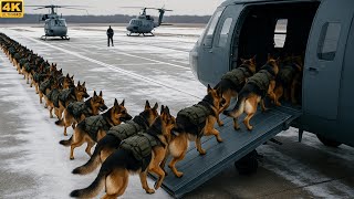 Download lagu Top BEST Dog Training Techniques | Military Grade Dog Training mp3