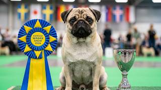 Pug di Swedish Winner Show 2026: Penampilan Ras dan Perhatian Kesehatan