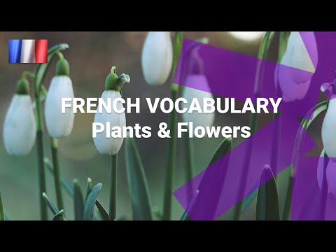 Basic French Vocabulary What Are French Words for Things Found in the Garden