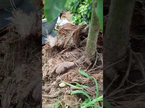 24/4 gl ca nha cây lùm giảo rin giá 900k lh sđt 0359181272