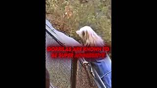 Gorilla Saves A Kid😭