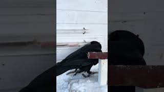 Download lagu #воронгоша #raven #ravengosha #animal #ravenbird #birds #nature mp3 Download lagu #воронгоша #raven #ravengosha #animal #ravenbird #birds #nature mp3
