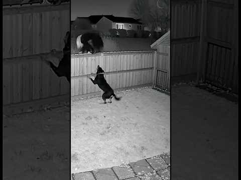 She Almost Escaped… Almost