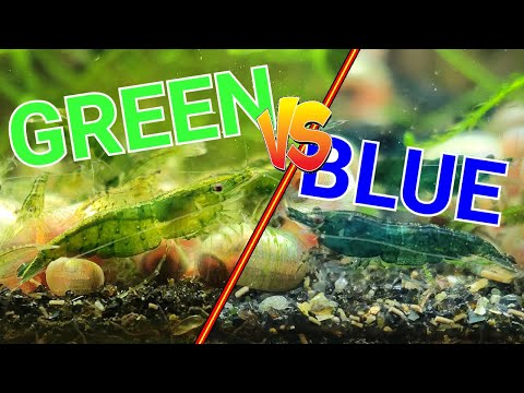 SELECTIVE BREEDING 101: GRADING AND CULLING AQUARIUM SHRIMPS