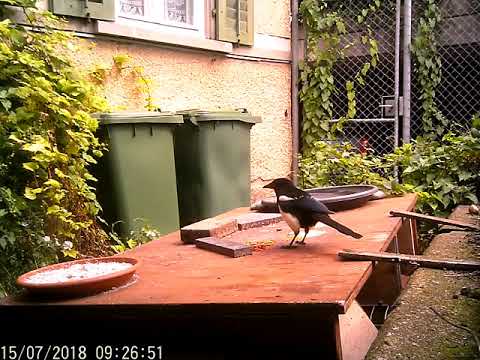 Wildkamera 15 07 2018 mein kleines Garten Gewusel