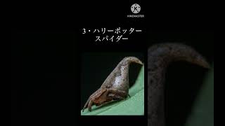 #shorts  近年発見された新種動物　3選