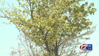 Allergy season in full bloom after slow start