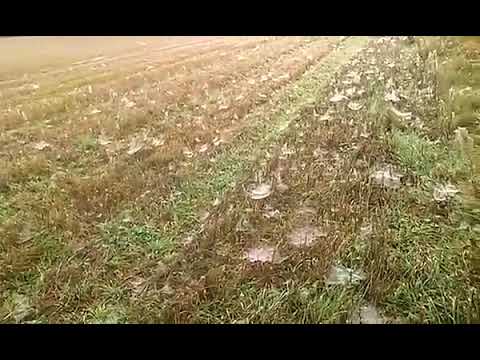 altweibersommer polymerfasern  unterschiede