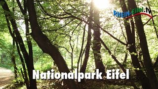 preview picture of video 'Nationalpark Eifel | 10 Jahre | Rhein-Eifel.TV'