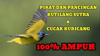 Download lagu SUARA PIKAT BURUNG KUTILANG SUTRA AMPUH GACOR UNTUK BURUNG CUCAK KURICANG mp3 Download lagu SUARA PIKAT BURUNG KUTILANG SUTRA AMPUH GACOR UNTUK BURUNG CUCAK KURICANG mp3
