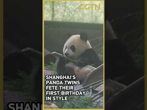 Shanghai's panda twins fete their first birthday in style