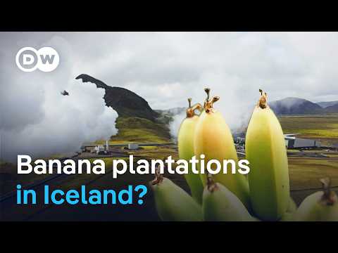 Fruit and veg paradise Iceland - Using volcanic energy in farming | DW Documentary