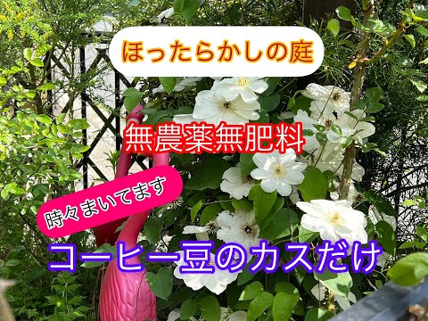 庭のコーヒー粕のアリ対策 使用上のヒント