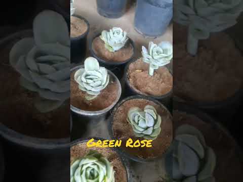 Green rose succulent plant, for garden, packaging type: box