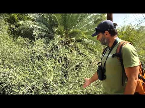 Plants of Oman - Wadi Fanja