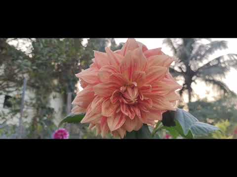 🌺 🌹 flowers in our garden #flowers #public #gardening 