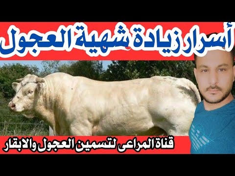 , title : 'في 3 خطوات أسرار زياده الشهية عند العجول  Treatment of poor appetite for calves'