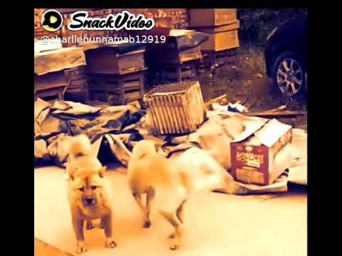 funny dog#shorts#tiktok