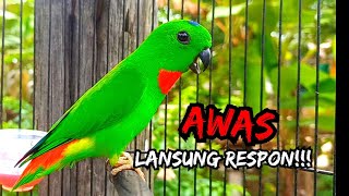 Download lagu Burung Serindit Mana Yang Tidak Emosi Sekali Dengar Suara Ini / Suara Serindit Pikat Paling AMPUH mp3