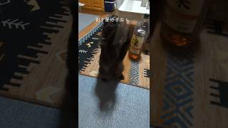 割り箸大好きやなぁ #猫 #ネコ #KAT #黒猫 #ペット #動物 #癒し