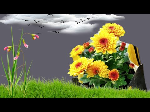 My first video 🎥 B roll