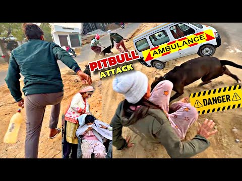 आज तो मुँह काला हो जाता 😓 Pitbull की सारी हदें पार 🙏🏼